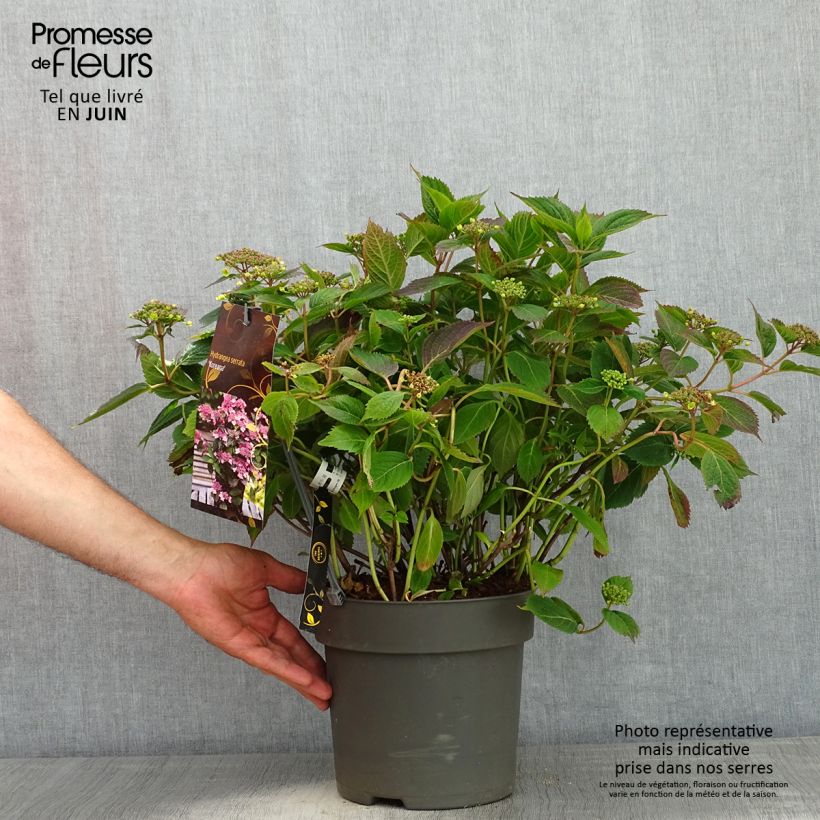 Exemplar von Hydrangea serrata Koreana - Tellerhortensie Topf mit 6L/7L wie im Frühjahr geliefert