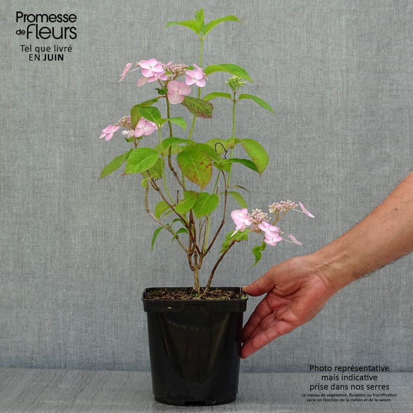 Exemplar von Hydrangea serrata Shojo - Tellerhortensie Topf mit 2L/3L wie im Sommer geliefert