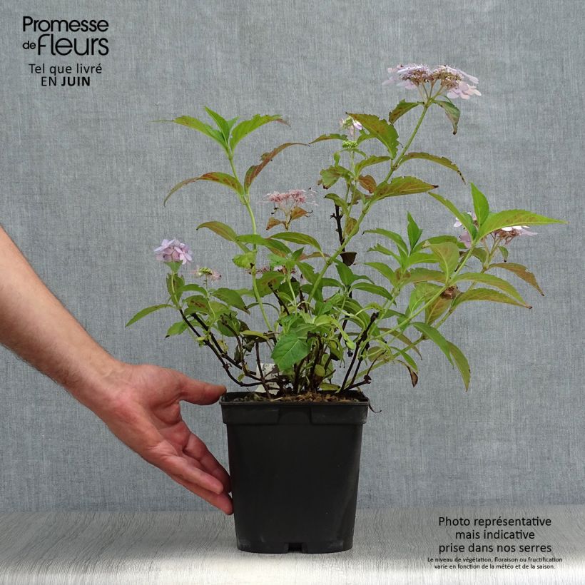 Exemplar von Hydrangea serrata Tiara - Tellerhortensie Topf mit 2L/3L wie im Sommer geliefert