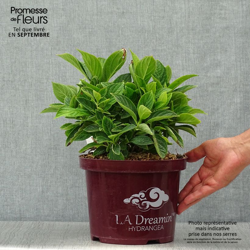 Exemplar von Hydrangea macrophylla L.A Dreamin - Bauernhortensie Topf mit 4L/5L wie im Herbst geliefert
