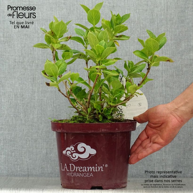 Exemplar von Hydrangea macrophylla L.A Dreamin - Bauernhortensie Topf mit 4L/5L wie im Frühjahr geliefert