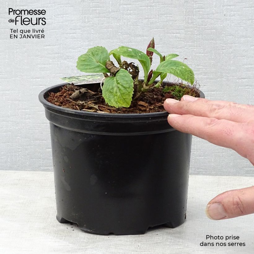 Exemplar von Hydrangea macrophylla Magical Harmony - Bauernhortensie Topf mit 2L/3L wie im Winter geliefert