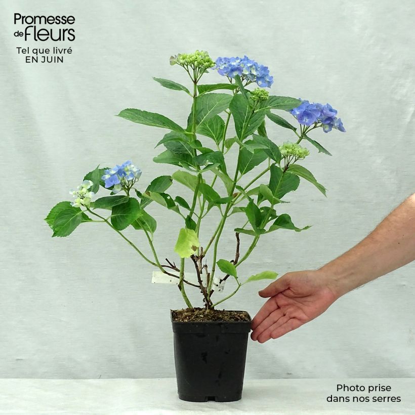 Exemplar von Hydrangea macrophylla Mathilde Gutges - Bauernhortensie Topf mit 2L/3L wie im Sommer geliefert