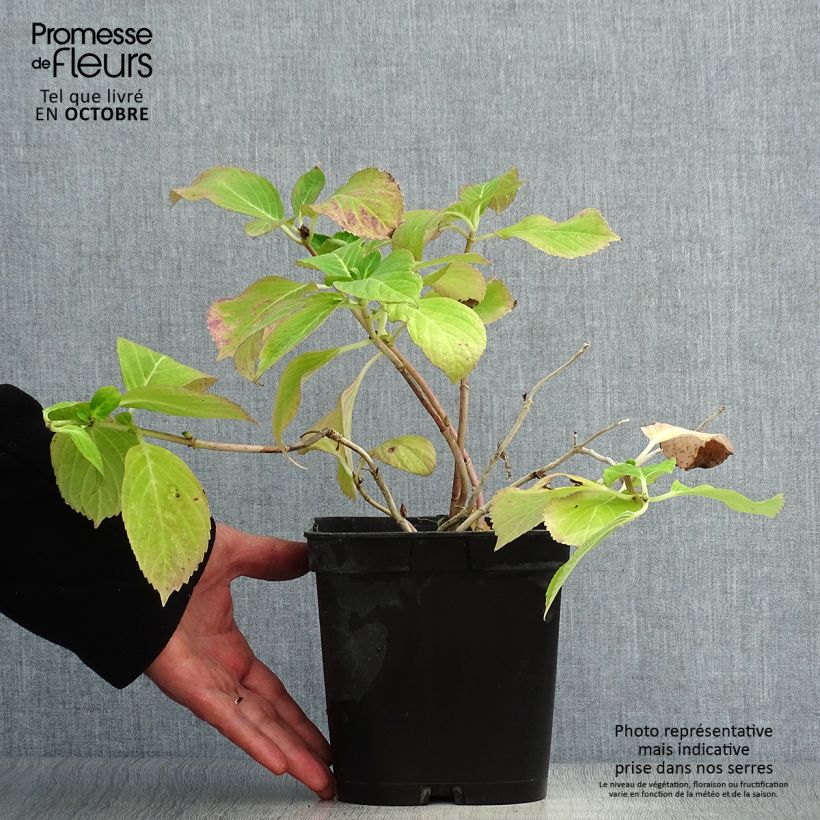 Exemplar von Hydrangea macrophylla Mathilde Gutges - Bauernhortensie Topf mit 2L/3L wie im Herbst geliefert