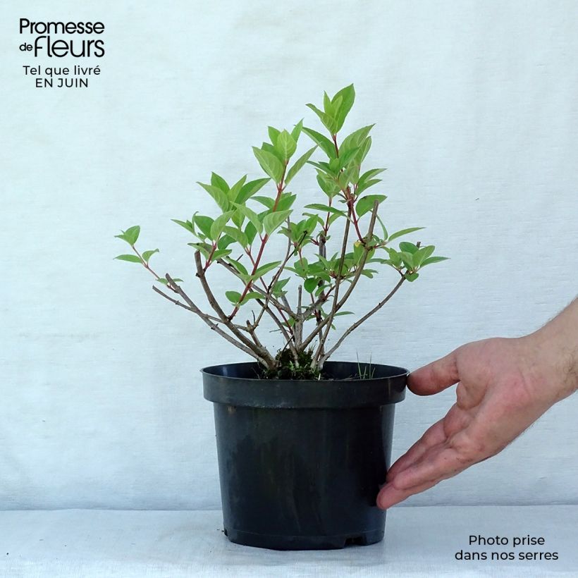 Exemplar von Rispenhortensie Pink Diamond - Hydrangea paniculata Topf mit 2L/3L wie im Sommer geliefert