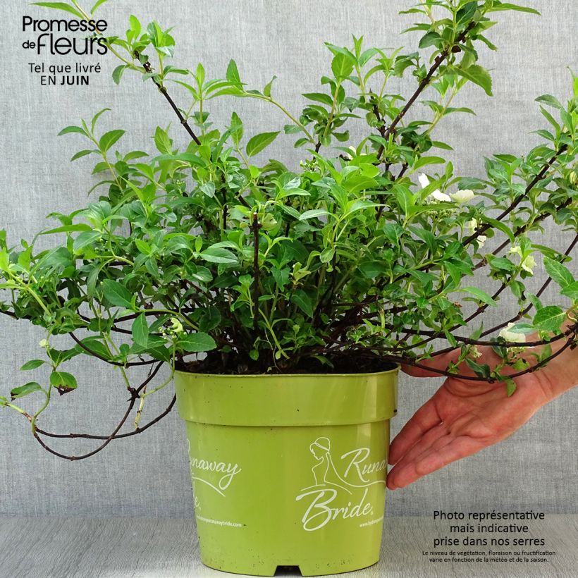 Exemplar von Hydrangea Runaway Bride - Girlanden-Hortensie Topf mit 6L/7L wie im Sommer geliefert