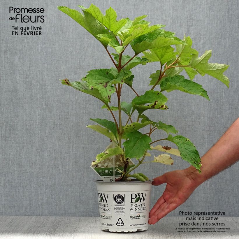 Exemplar von Eichenblatt-Hortensie Gatsby Moon - Hydrangea quercifolia Topf mit 2L/3L wie im Herbst geliefert