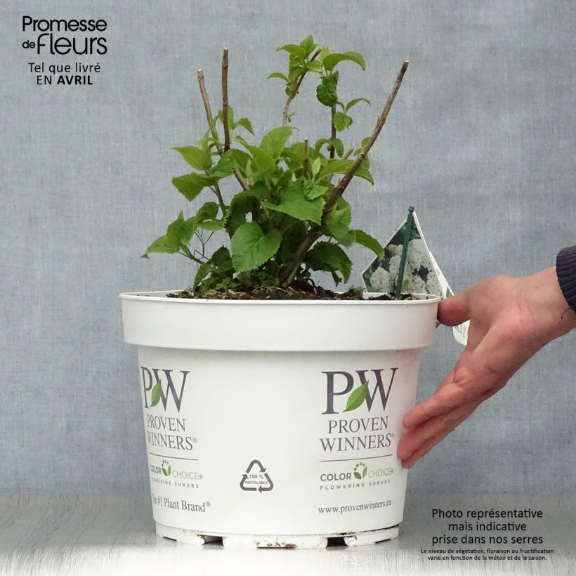Exemplar von Schneeballhortensie BellaRagazza Blanchetta - Hydrangea arborescens Topf mit 7,5L/10LGelieferte Höhe ca. 40/50cm wie im Frühjahr geliefert