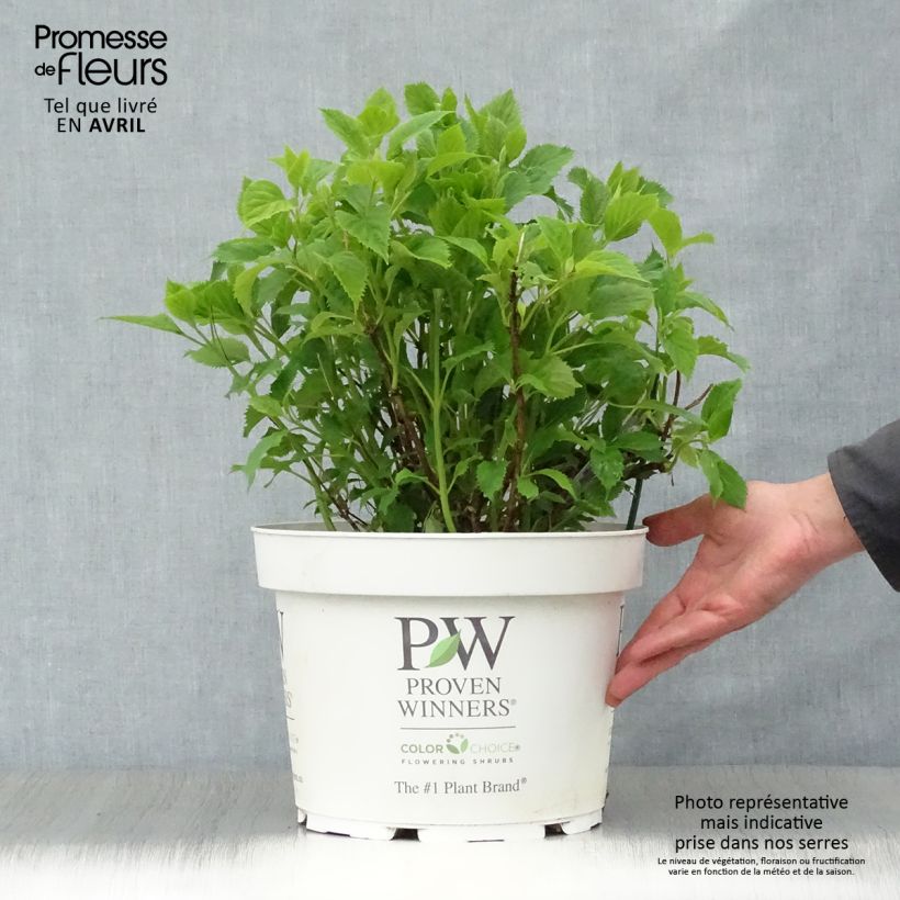 Exemplar von Schneeballhortensie BellaRagazza Limetta - Hydrangea arborescens Topf mit 4L/5L wie im Frühjahr geliefert