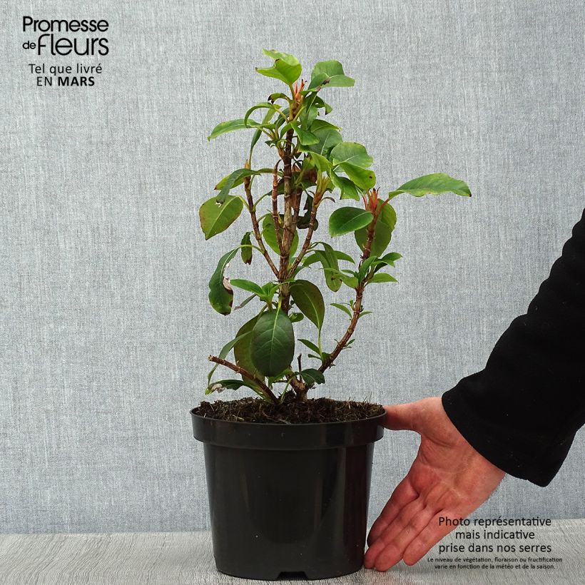Exemplar von Hydrangea Semiola - Hortensie Topf mit 2L/3L wie im Winter geliefert