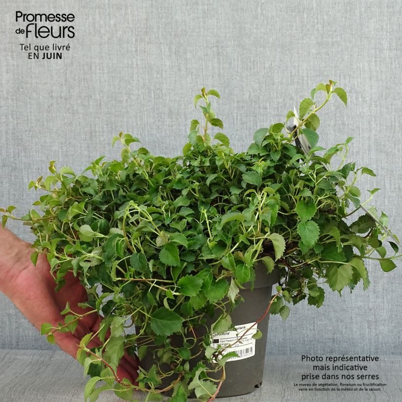 Exemplar von Hydrangea anomala petiolaris var. cordifolia - Kletter-Hortensie Topf mit 3L/4L wie im Frühjahr geliefert