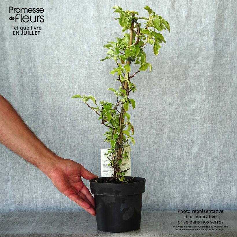 Exemplar von Hydrangea anomala petiolaris Miranda - Kletter-Hortensie Topf mit 2L/3L wie im Sommer geliefert