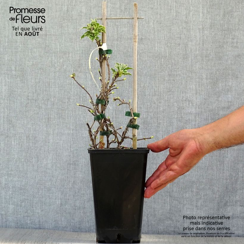 Exemplar von Hydrangea anomala petiolaris Silver Lining - Kletter-Hortensie Topf mit 2L/3L wie im Sommer geliefert