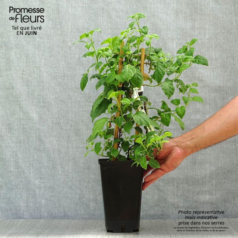 Exemplar von Hydrangea anomala petiolaris Winter Surprise - Kletter-Hortensie Topf mit 2L/3L wie im Sommer geliefert
