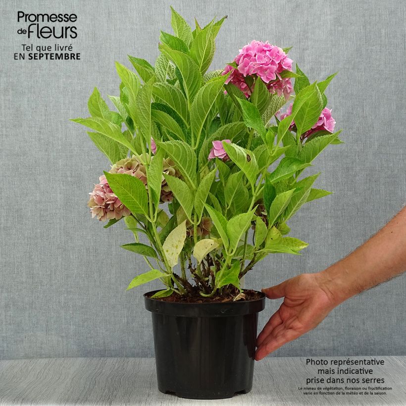 Exemplar von Hydrangea macrophylla Ankong - Bauernhortensie Topf mit 4L/5L wie im Herbst geliefert