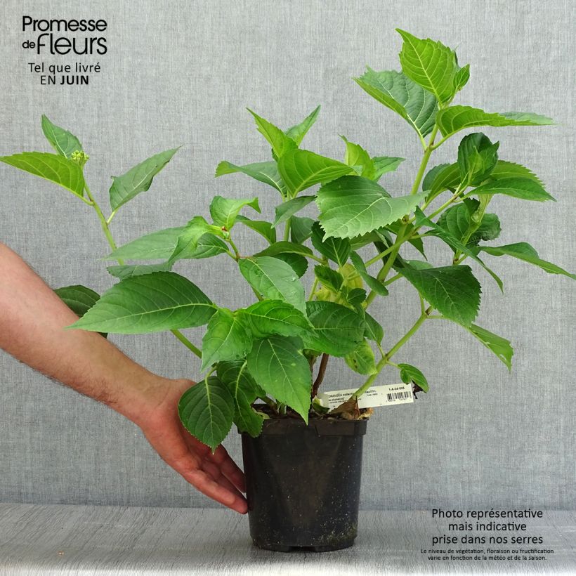 Exemplar von Hydrangea macrophylla Madame Plumecoq - Bauernhortensie Topf mit 2L/3L wie im Sommer geliefert