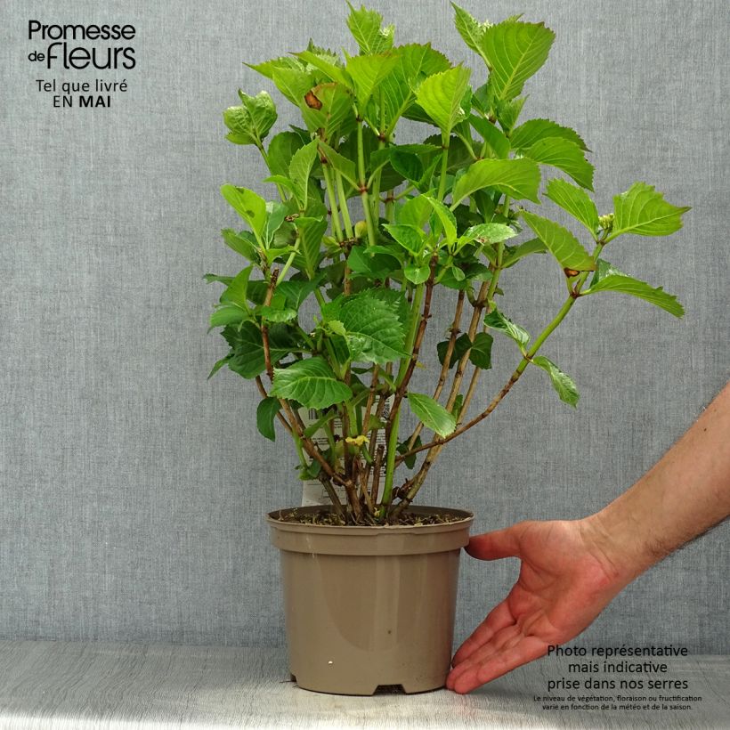 Exemplar von Hydrangea macrophylla Masja - Bauernhortensie Topf mit 1,5L/2L wie im Frühjahr geliefert
