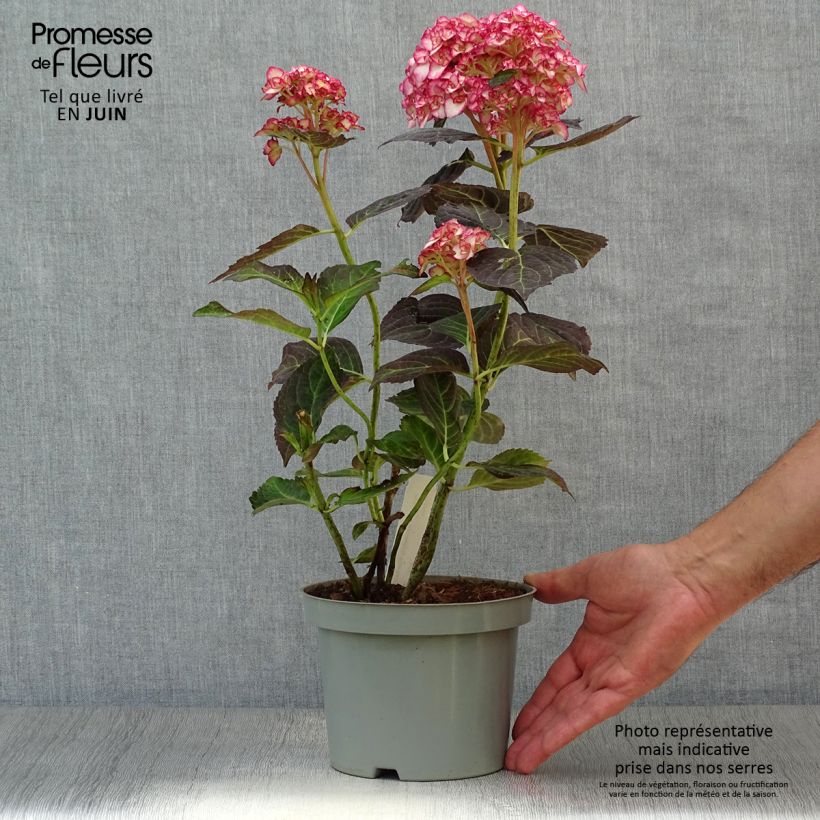 Exemplar von Hydrangea macrophylla Miss Saori - Bauernhortensie Topf mit 2L/3L wie im Sommer geliefert