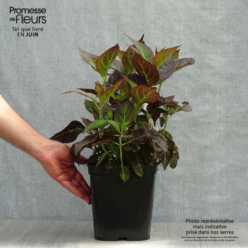 Exemplar von Hydrangea macrophylla Miss Saori - Bauernhortensie Topf mit 4L/5L wie im Sommer geliefert