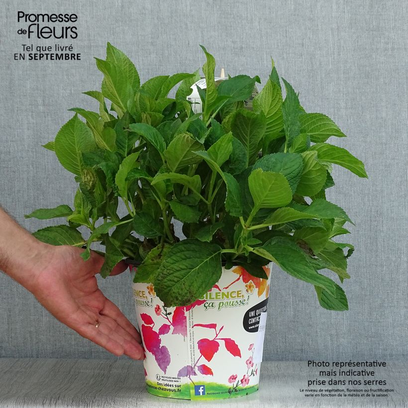 Exemplar von Hydrangea macrophylla Stellar Blue - Bauernhortensie Topf mit 4L/5L wie im Sommer geliefert