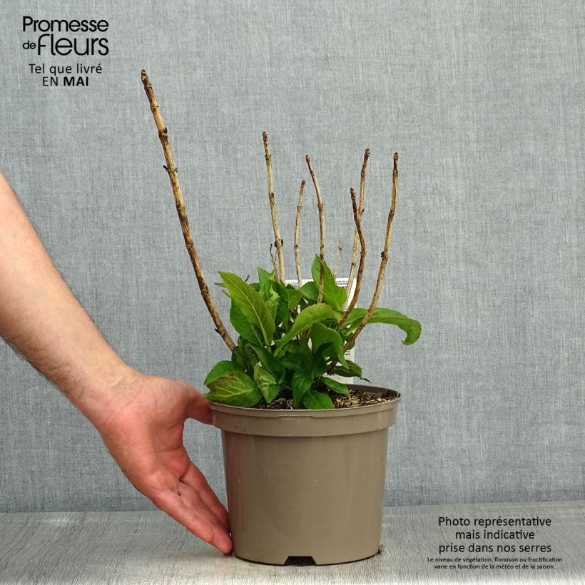 Exemplar von Hydrangea macrophylla White Wave - Bauernhortensie Topf mit 2L/3LGelieferte Höhe ca. 25/30cm wie im Frühjahr geliefert