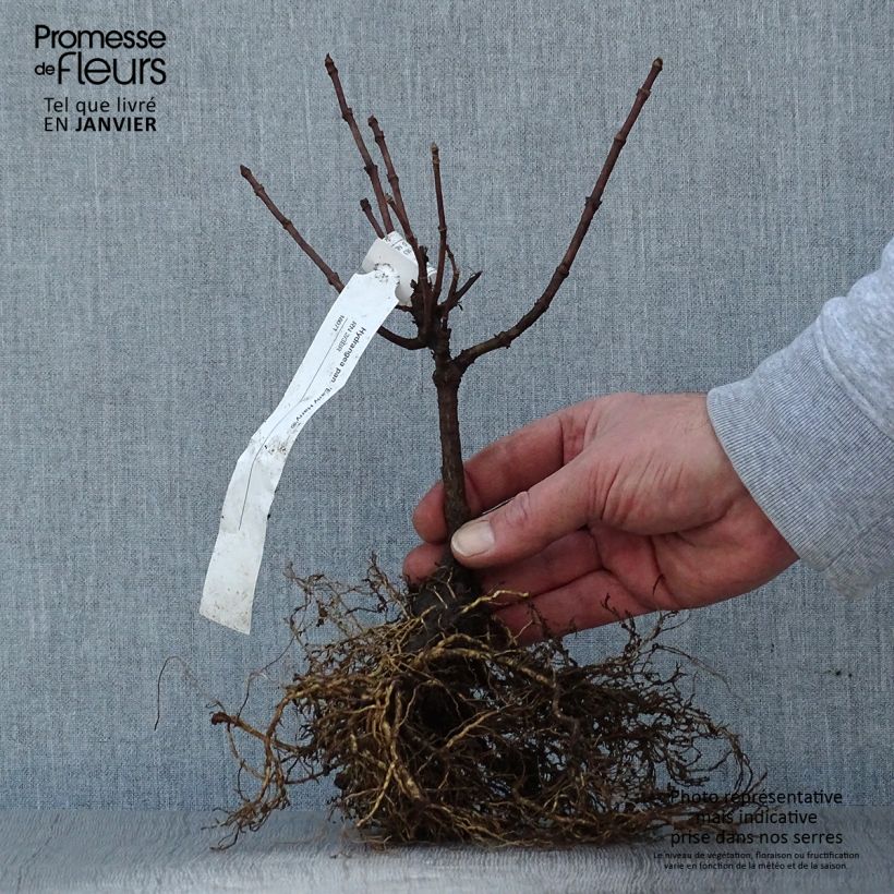 Exemplar von Rispenhortensie Early Harry - Hydrangea paniculata Wurzelnackt wie im Winter geliefert