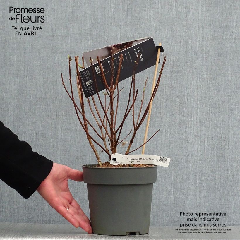 Exemplar von Rispenhortensie Living Pinky Promise - Hydrangea paniculata Topf mit 2L/3LGelieferte Höhe ca. 30/40cm wie im Frühjahr geliefert