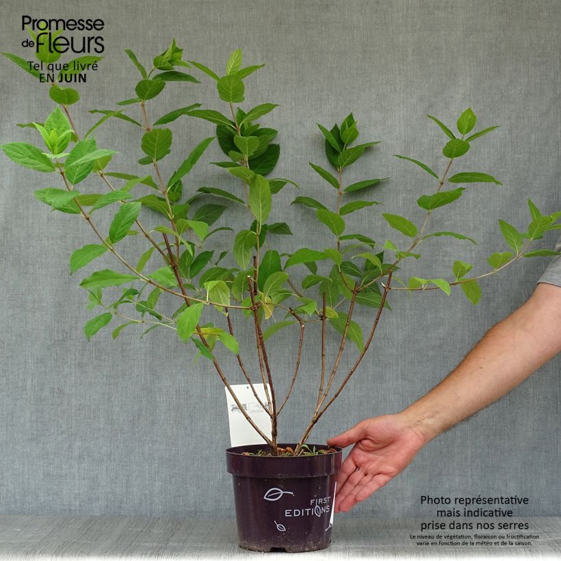 Exemplar von Rispenhortensie Tickled Pink - Hydrangea paniculata Topf mit 2L/3L wie im Sommer geliefert