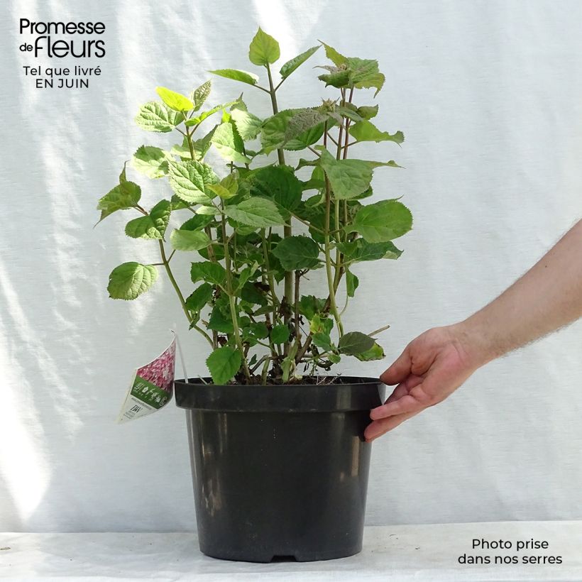 Exemplar von Ballhortensie Sweet Annabelle - Hydrangea arborescens Topf mit 7,5L/10L wie im Sommer geliefert