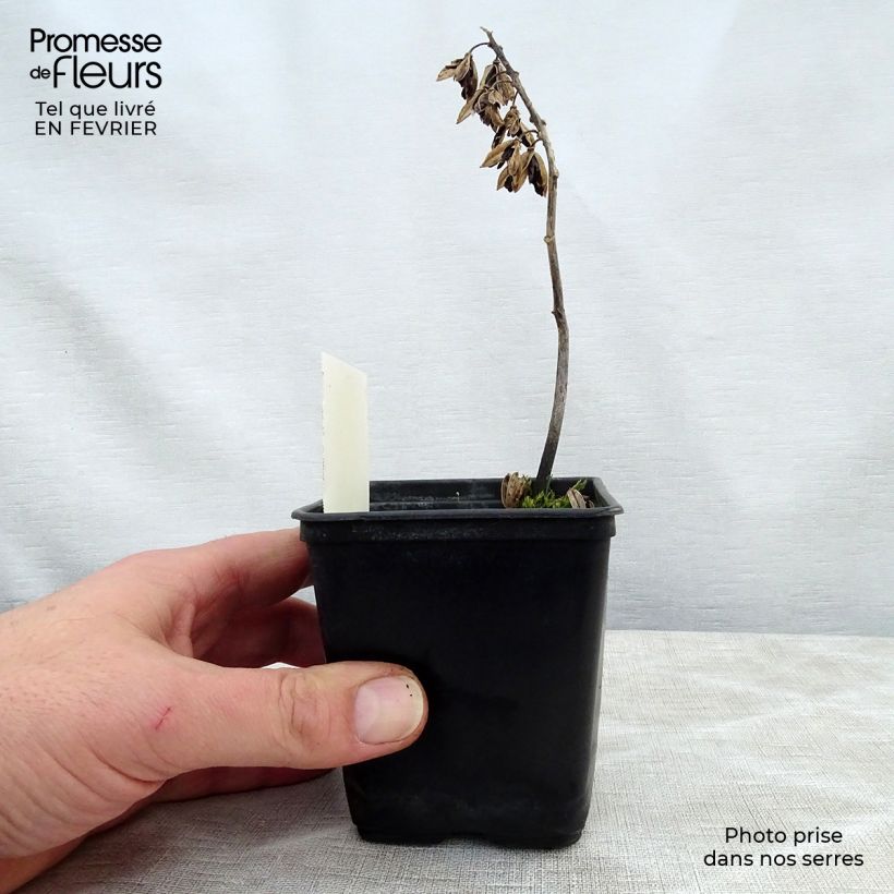 Exemplar von Hosta Abiqua Ariel - Garten-Funkie Kleine Töpfe von 8/9 cm wie im Winter geliefert