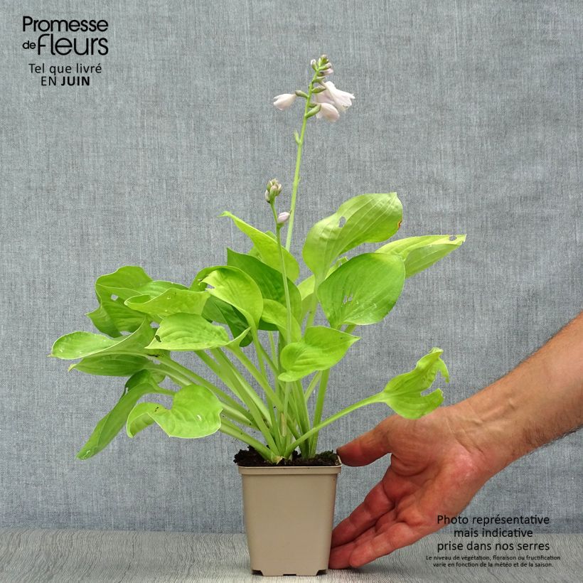 Exemplar von Hosta August Moon - Garten-Funkie Kleine Töpfe von 8/9 cm wie im Sommer geliefert