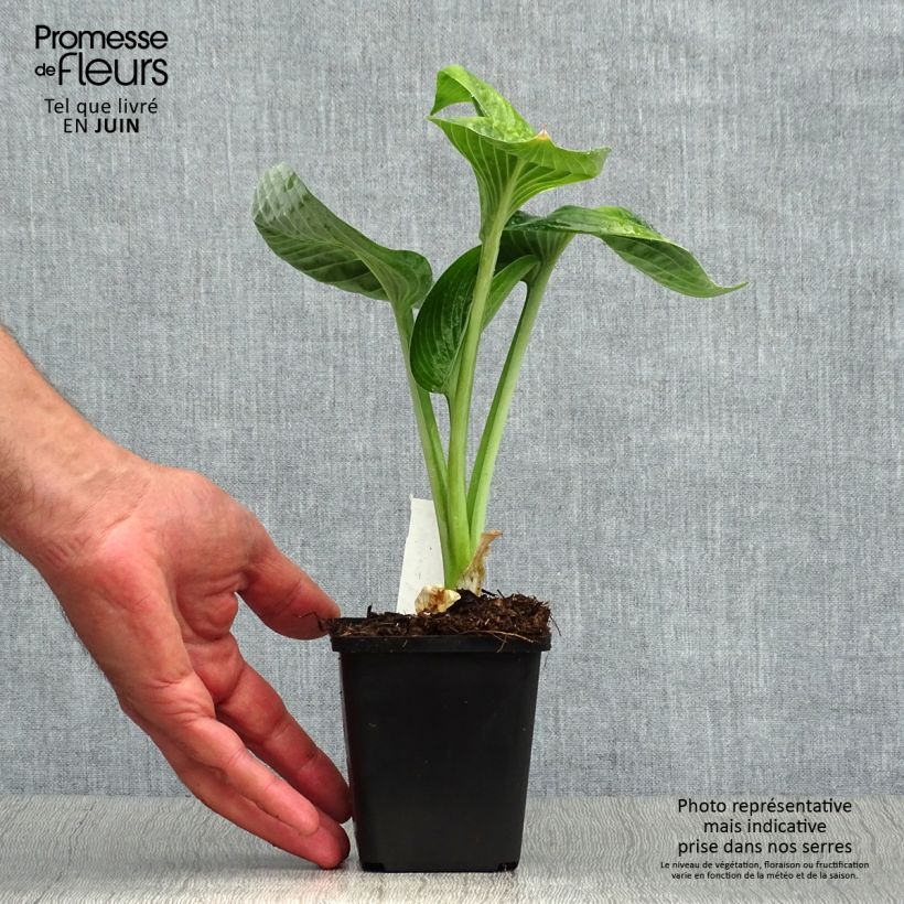 Exemplar von Hosta Big daddy - Garten-Funkie Kleine Töpfe von 8/9 cm wie im Sommer geliefert