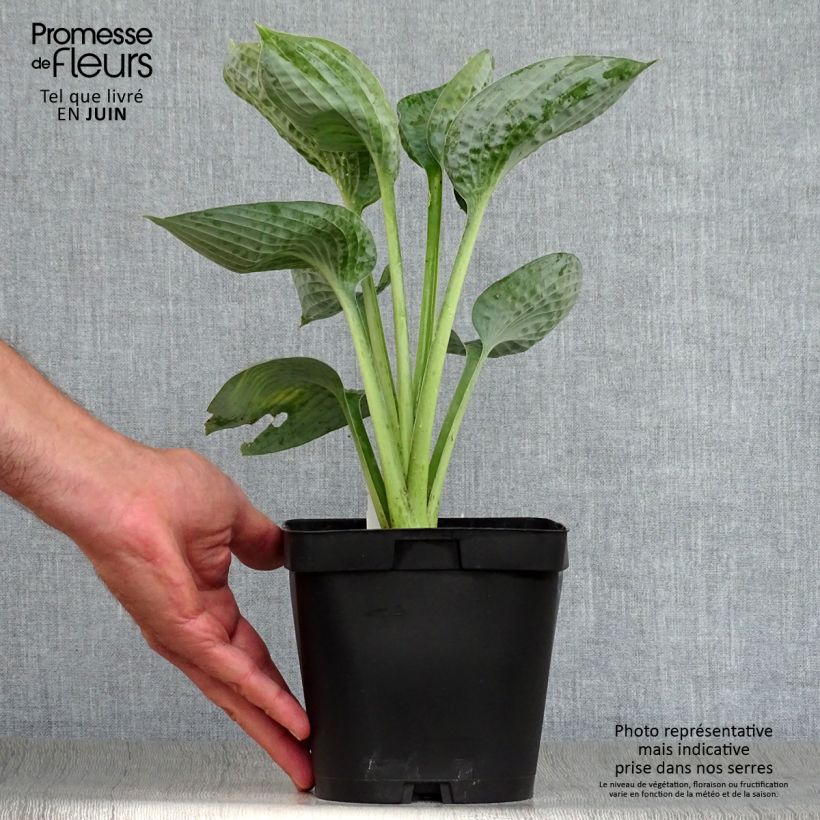 Exemplar von Hosta Big daddy - Garten-Funkie Topf mit 2L/3L wie im Sommer geliefert
