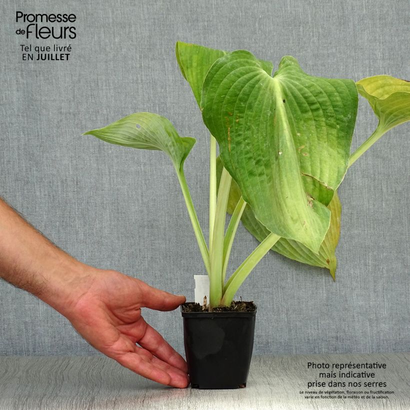 Exemplar von Hosta Hosta Blue Angel - Garten-Funkie Kleine Töpfe von 8/9 cm wie im Sommer geliefert