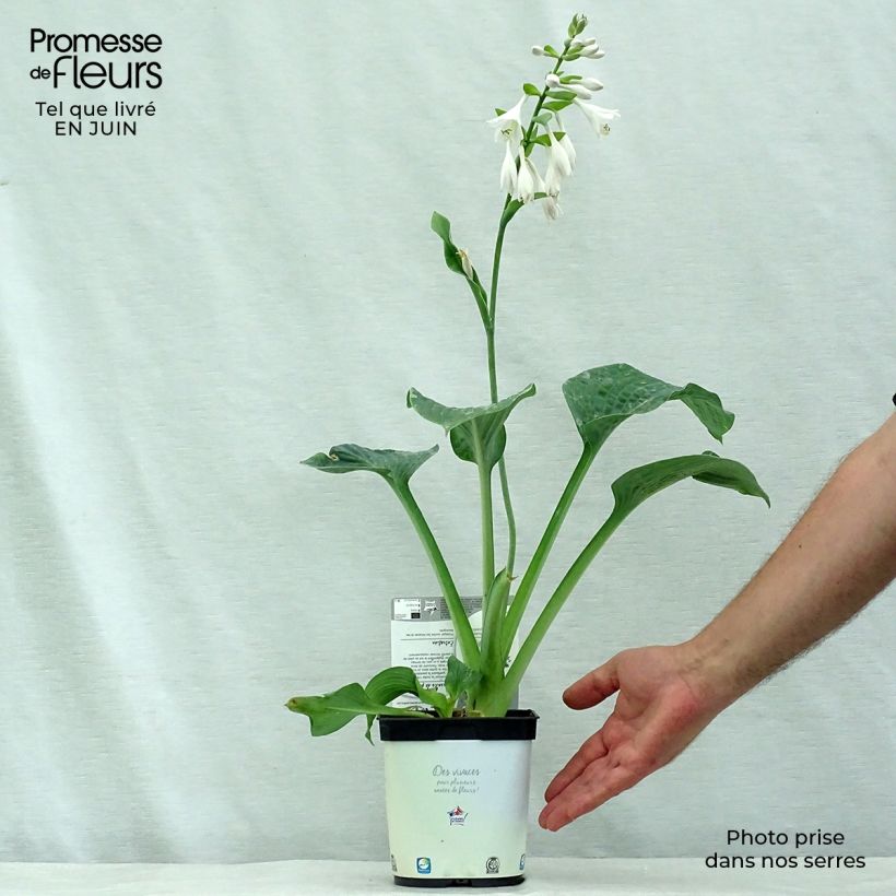 Exemplar von Hosta Hosta Blue Angel - Garten-Funkie Topf mit 1,5L/2L wie im Sommer geliefert