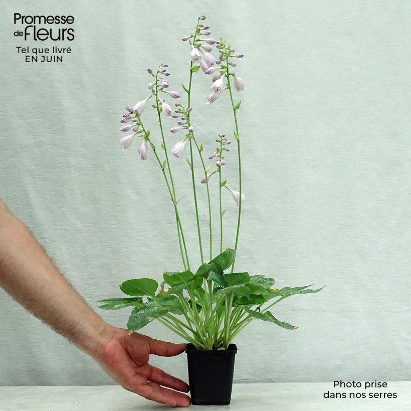 Exemplar von Hosta Hosta Blue Cadet - Garten-Funkie Kleine Töpfe von 8/9 cm wie im Sommer geliefert