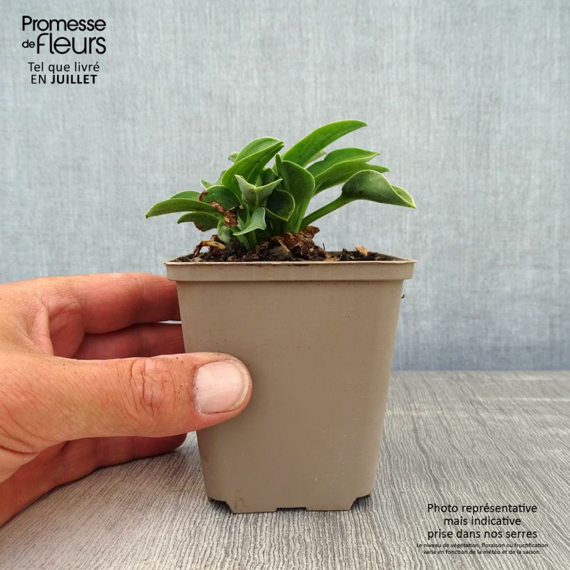 Exemplar von Hosta Blue Mouse Ears - Garten-Funkie Kleine Töpfe von 8/9 cm wie im Sommer geliefert