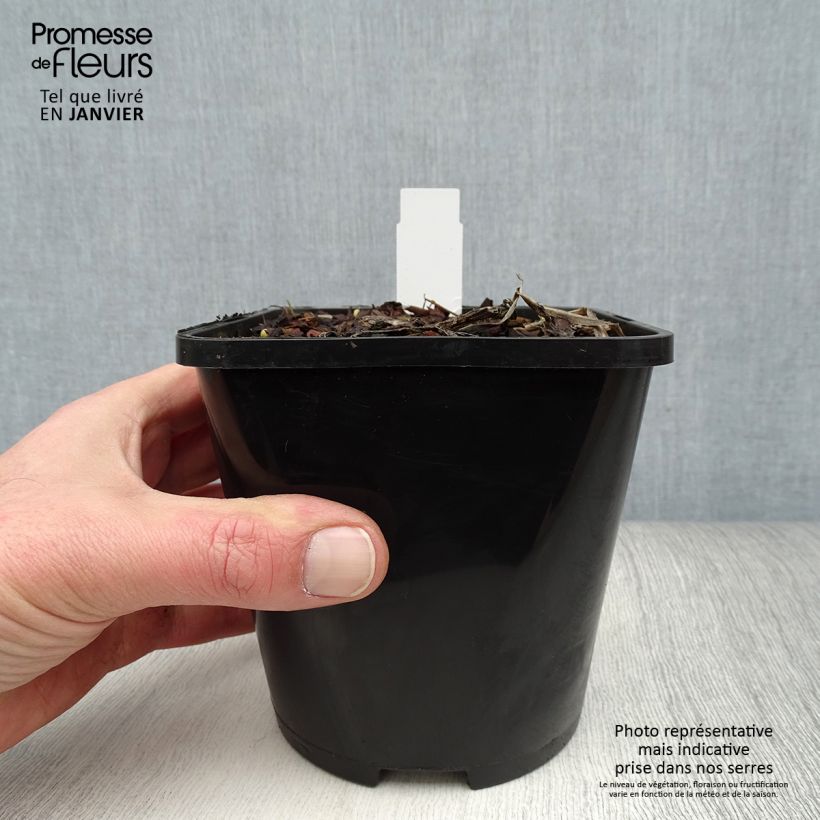 Exemplar von Hosta Captain’s Adventure - Garten-Funkie Topf mit 1,5L/2L wie im Winter geliefert