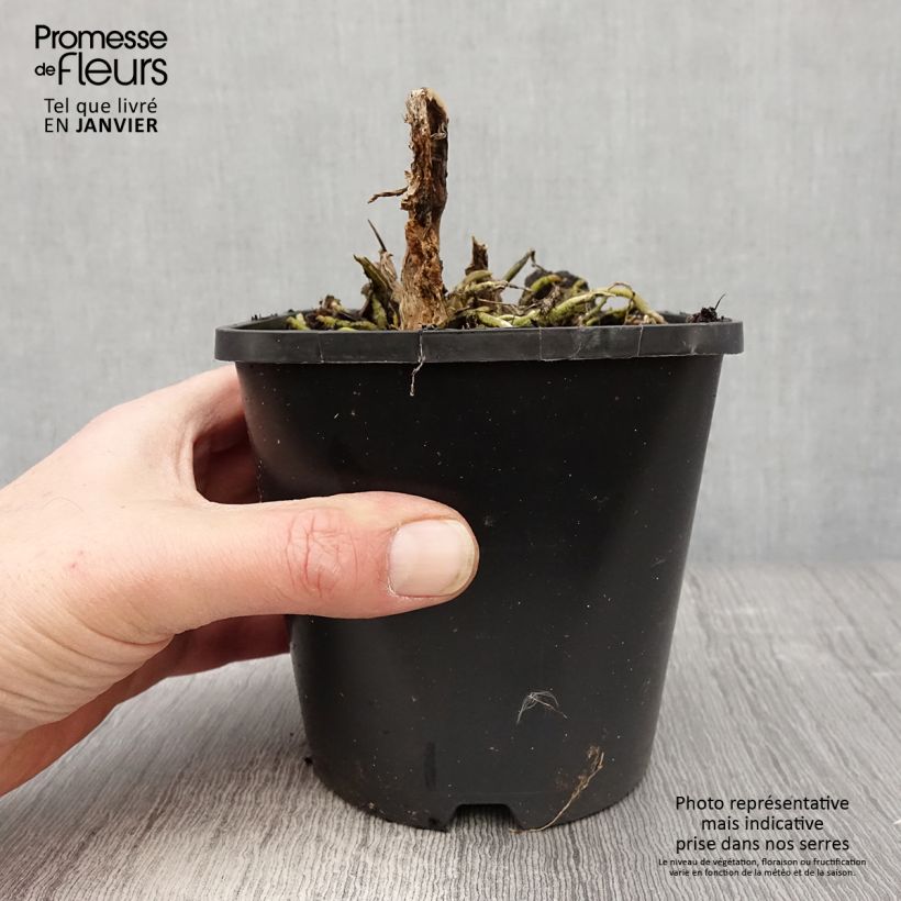 Exemplar von Hosta Cathedral Windows - Garten-Funkie Topf mit 1,5L/2L wie im Winter geliefert
