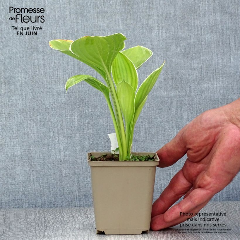 Exemplar von Hosta Clifford's Forest Fire - Garten-Funkie Kleine Töpfe von 8/9 cm wie im Sommer geliefert
