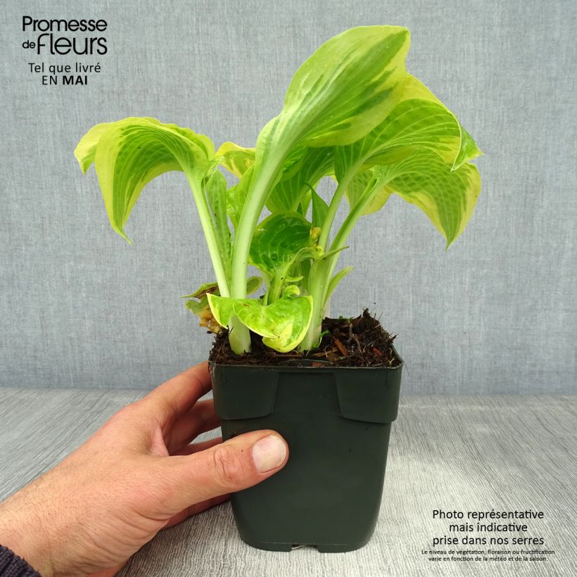 Exemplar von Hosta Delta Dawn - Garten-Funkie Kleine Töpfe von 8/9 cm wie im Frühjahr geliefert