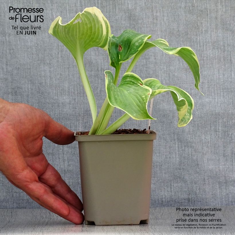 Exemplar von Hosta Earth Angel - Garten-Funkie Kleine Töpfe von 8/9 cm wie im Sommer geliefert