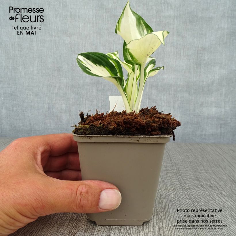 Exemplar von Hosta Fire and Ice - Garten-Funkie Kleine Töpfe von 8/9 cm wie im Frühjahr geliefert