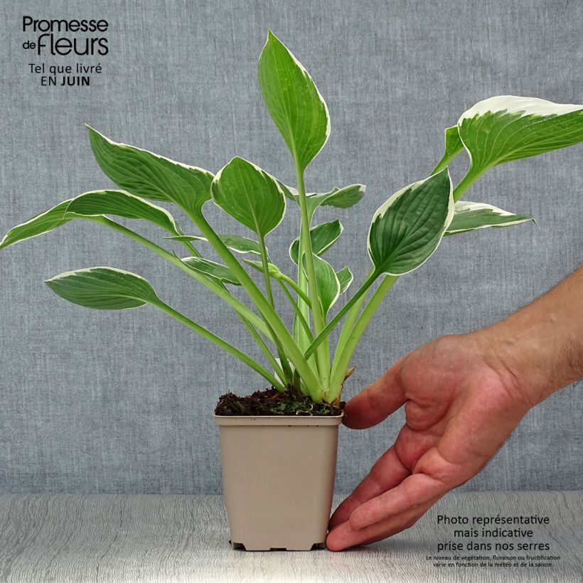 Exemplar von Hosta fortunei Francee - Garten-Funkie Kleine Töpfe von 8/9 cm wie im Sommer geliefert