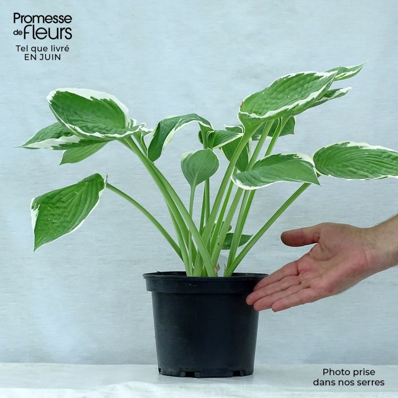 Exemplar von Hosta fortunei Francee - Garten-Funkie Topf mit 2L/3L wie im Sommer geliefert