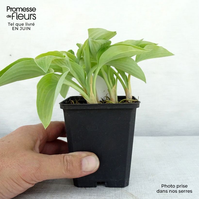 Exemplar von Hosta Gold Edger - Garten-Funkie Kleine Töpfe von 8/9 cm wie im Sommer geliefert