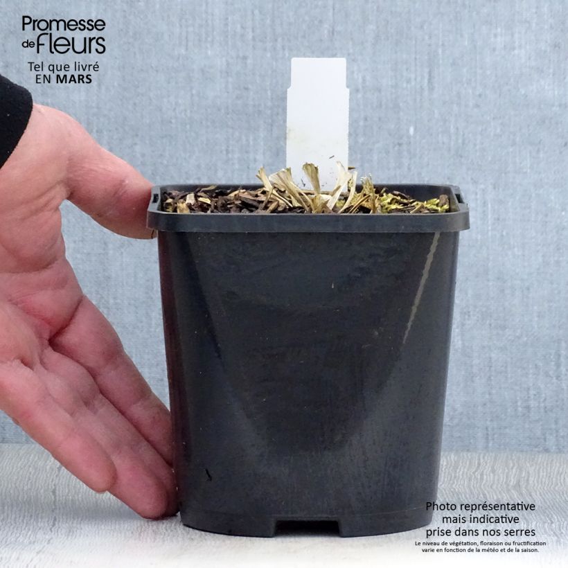 Exemplar von Hosta Great Escape - Garten-Funkie Topf mit 1,5L/2L wie im Frühjahr geliefert