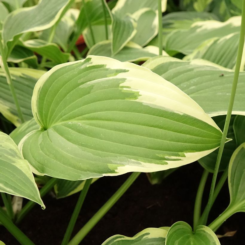 Hosta Great Expectations - Garten-Funkie (Laub)