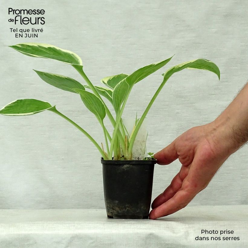 Exemplar von Hosta Green Gold - Garten-Funkie Kleine Töpfe von 8/9 cm wie im Sommer geliefert