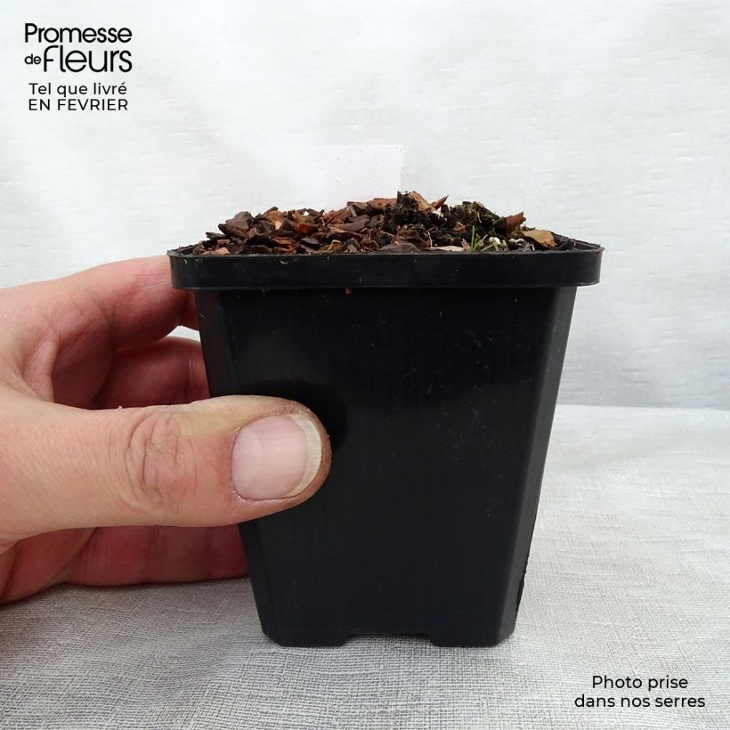 Exemplar von Hosta Ground Master - Garten-Funkie Kleine Töpfe von 8/9 cm wie im Winter geliefert